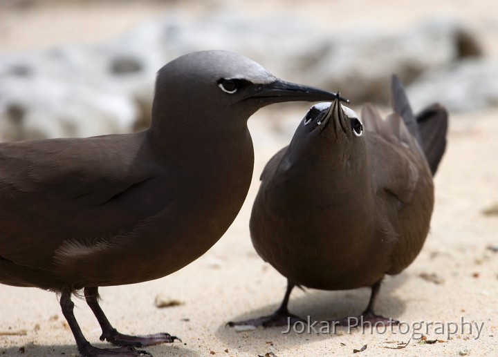 Lord Howe Island_20061209_125.jpg